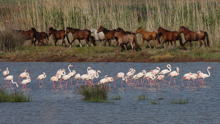 İzmir’in doğasını yok edecek seçim vaadine tepki!