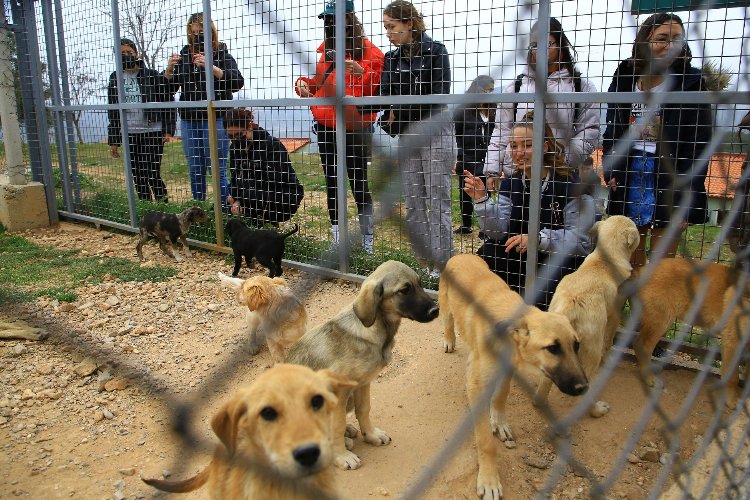 Muğla’da 3 bin 174 candostu sahiplendirdi