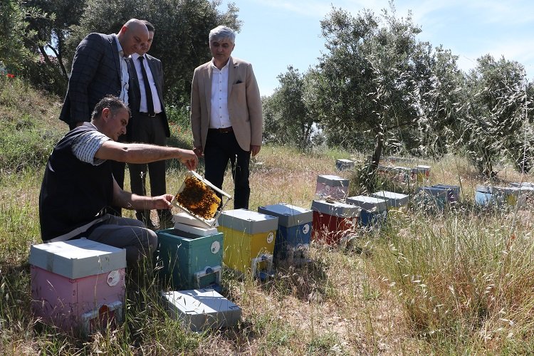 Büyükşehir’den Manisalı arıcılara ana arı desteği