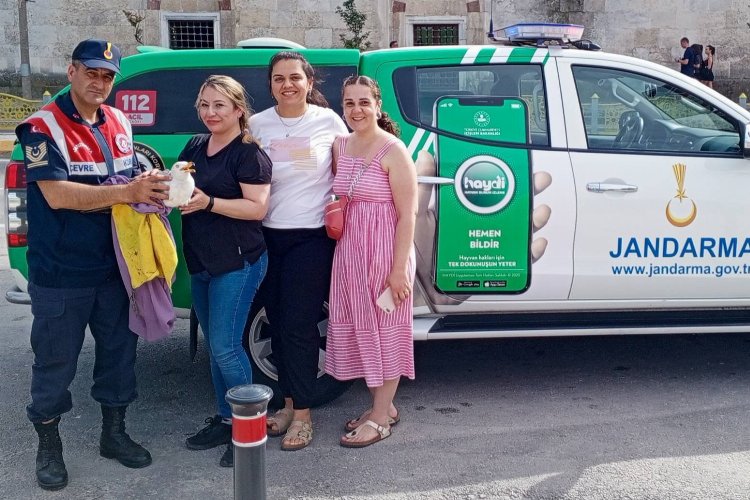 Edirne’de yaralı martı kurtarıldı