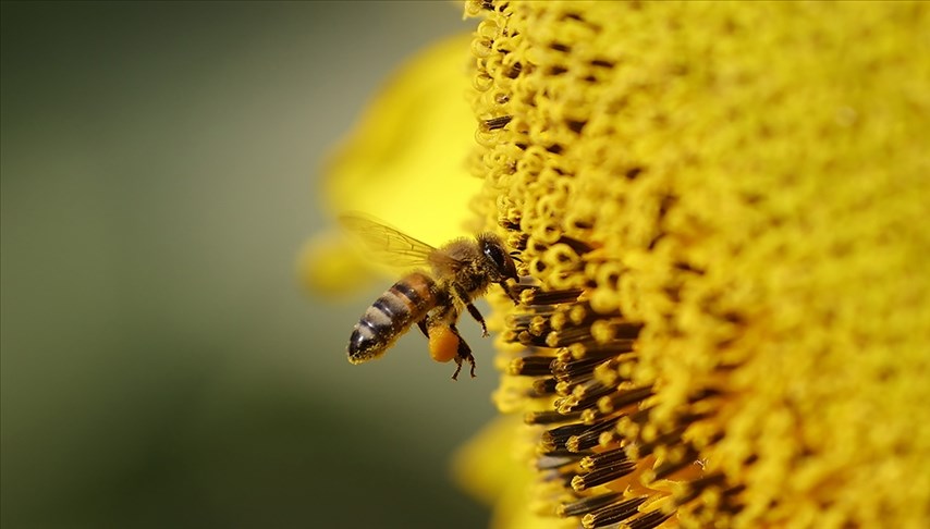 Arı ölümlerinin sırrı çözüldü: Kır çiçeklerinde zehir birikiyor!