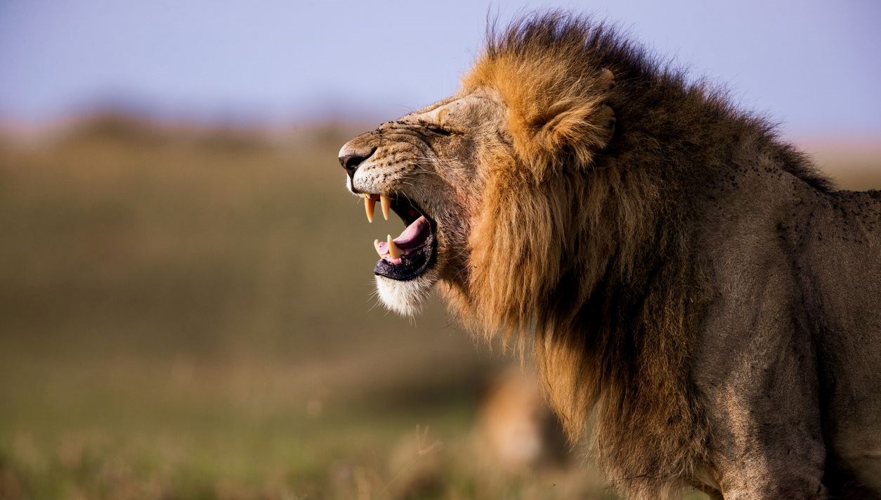 Aslan saldırısına uğrayan 14 yaşındaki kız feci formda can verdi