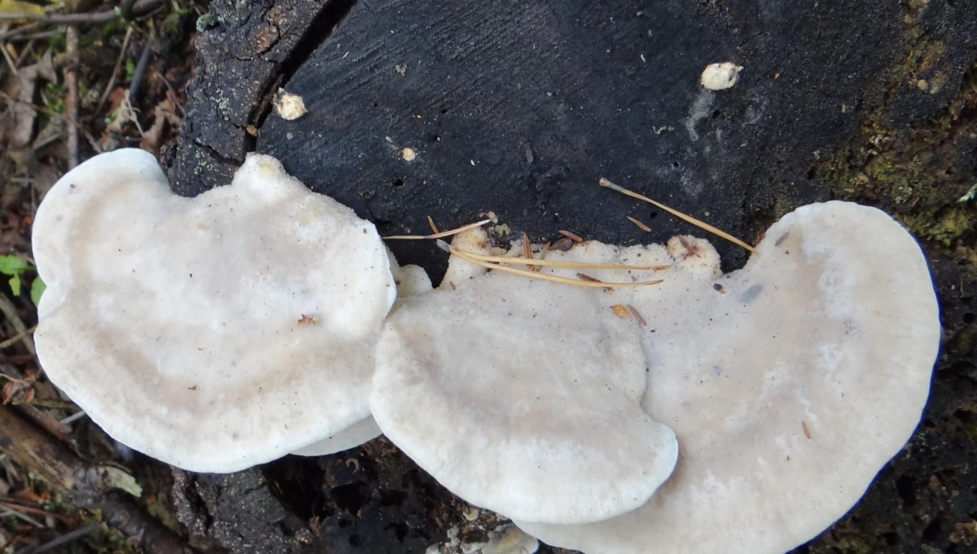 Bilim insanları şimdiye kadarki en acı maddeyi keşfetti!