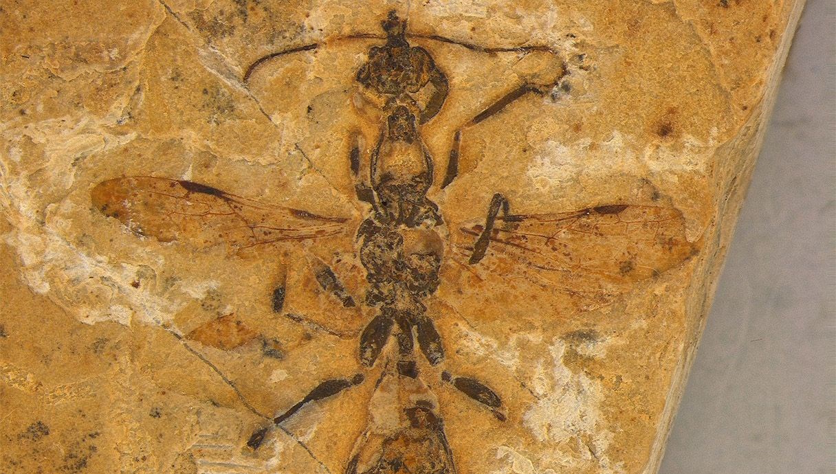 Brezilya’da bilinen ‘en eski karınca fosili’ keşfedildi
