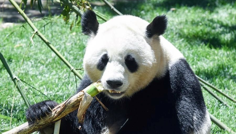 Çin’den dostluk muahedesi: İki panda Avusturya’ya gönderildi