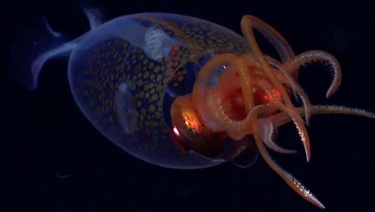 Denizin derinliklerinde dev kalamar:  Birinci sefer canlı görüntülendi