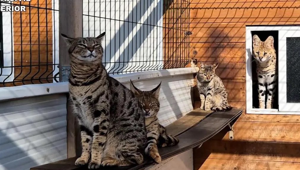 Egzotik kedi ticareti çetesi çökertildi: Toplumsal medyada 2 milyon TL’ye leopar satıyorlar
