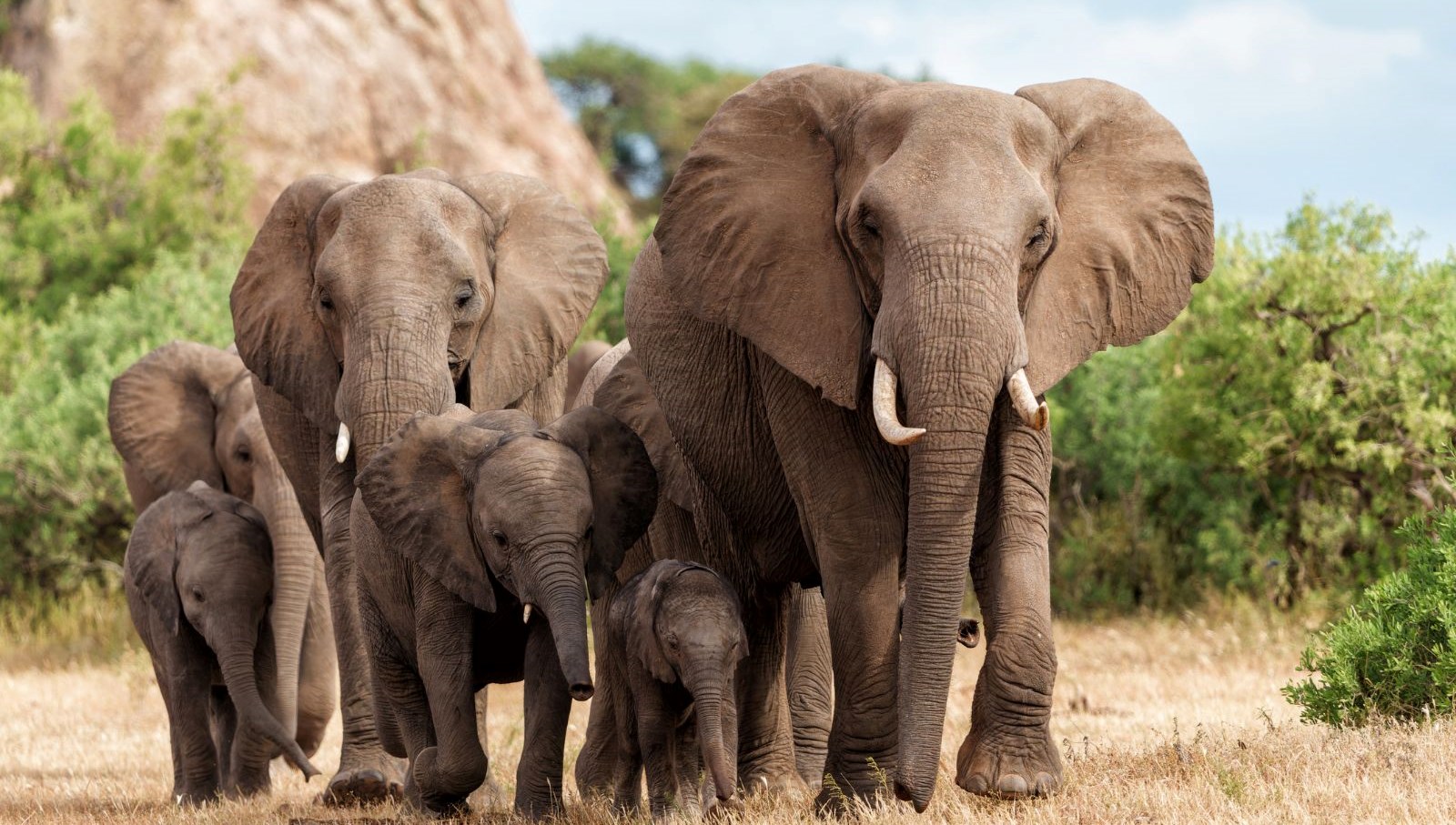 Fil hücumlarına yeni tedbir: Takip sistemi devreye sokuldu