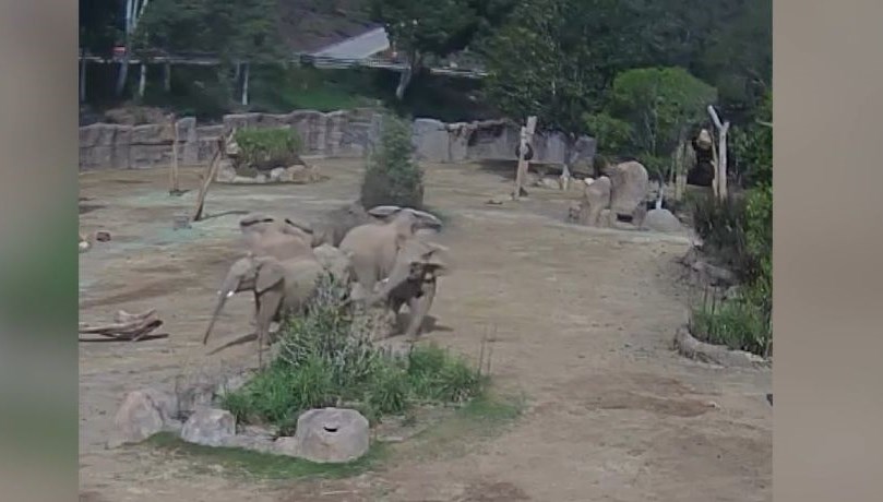 Filler, zelzele sırasında “uyarı çemberi” oluşturdu