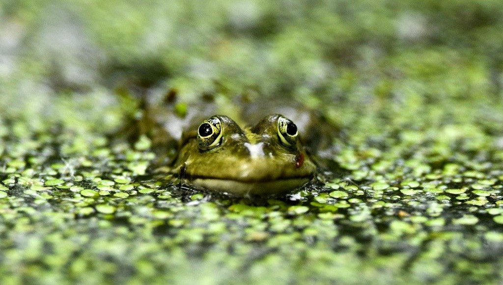 Göç yolunda nöbet: Ruslar kurbağalar için bir ortada
