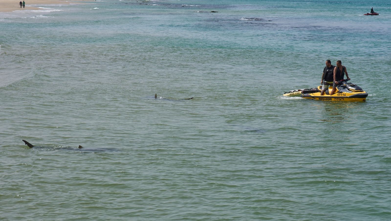 İsrail’de köpek balığı saldırısı: Kayıp yüzücü aranıyor