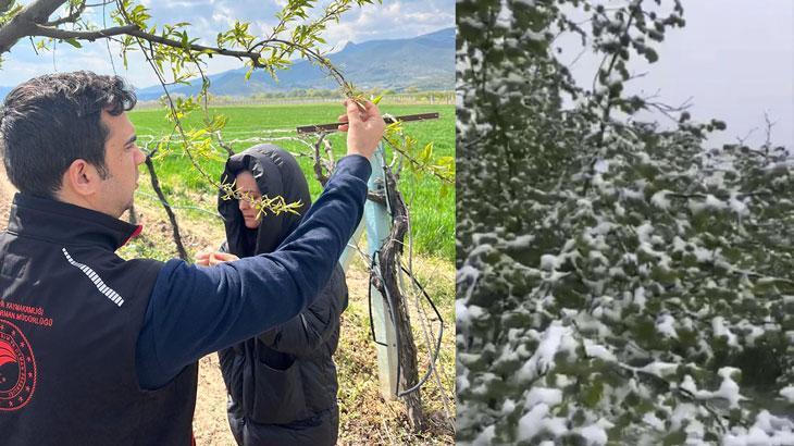 Kar yağışı sonrası fındıkta rekolte endişesi! – Düzgün Haber