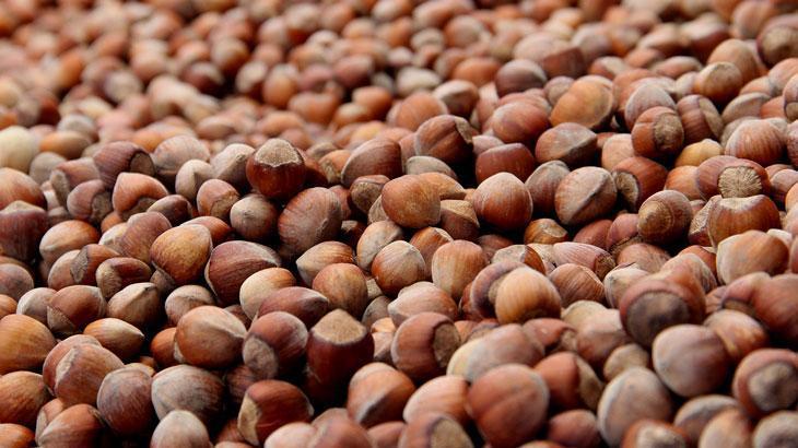 200 bin ton fındık çöp olabilir! – Düzgün Haber