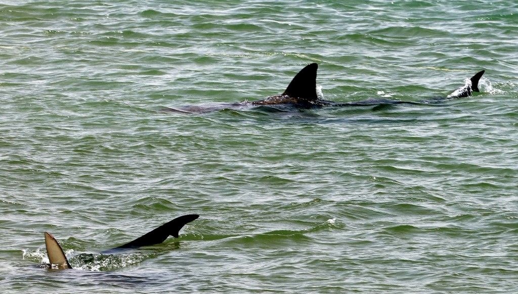 Köpekbalığı atakları artıyor: “Sorumlusu toplumsal medya ve ünlüler”