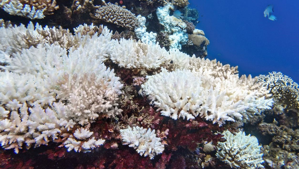 Mercan resiflerinin 50 yılı kaldı: “Yok oluş yüzde 84’e ulaştı”