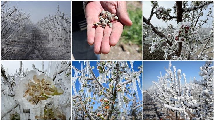 TARSİM’den zirai don açıklaması! ‘En kısa mühlet içinde dayanak verilecek’ – Düzgün Haber