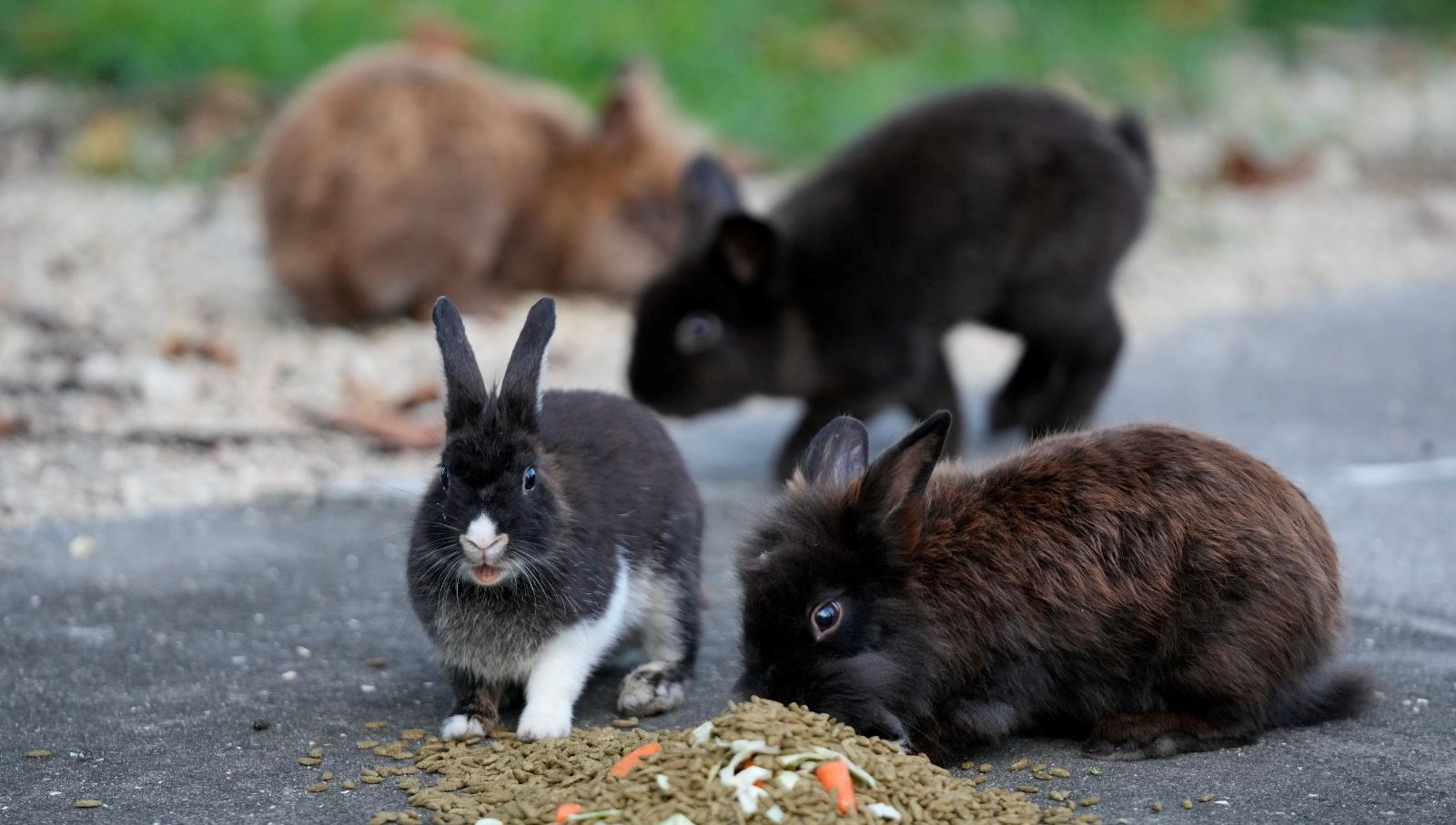 Tavşan Adası’nda tavşanlara makus muameleye mahpus cezası
