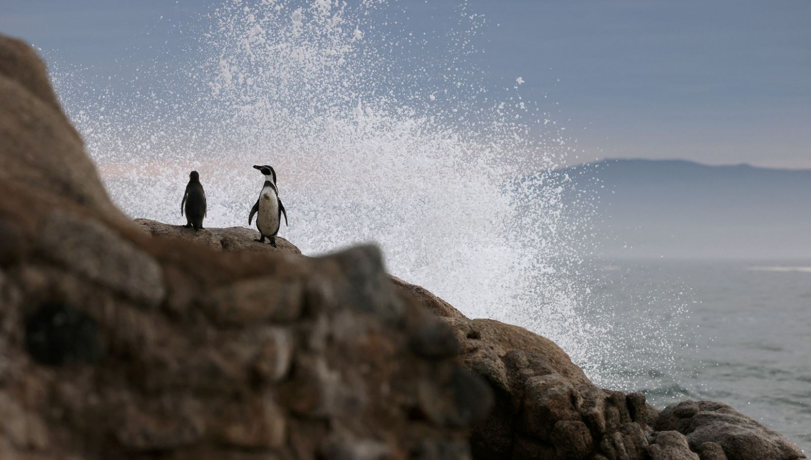Trump’ın gümrük vergilerine karşı “penguen protesto yürüyüşü” düzenlenecek