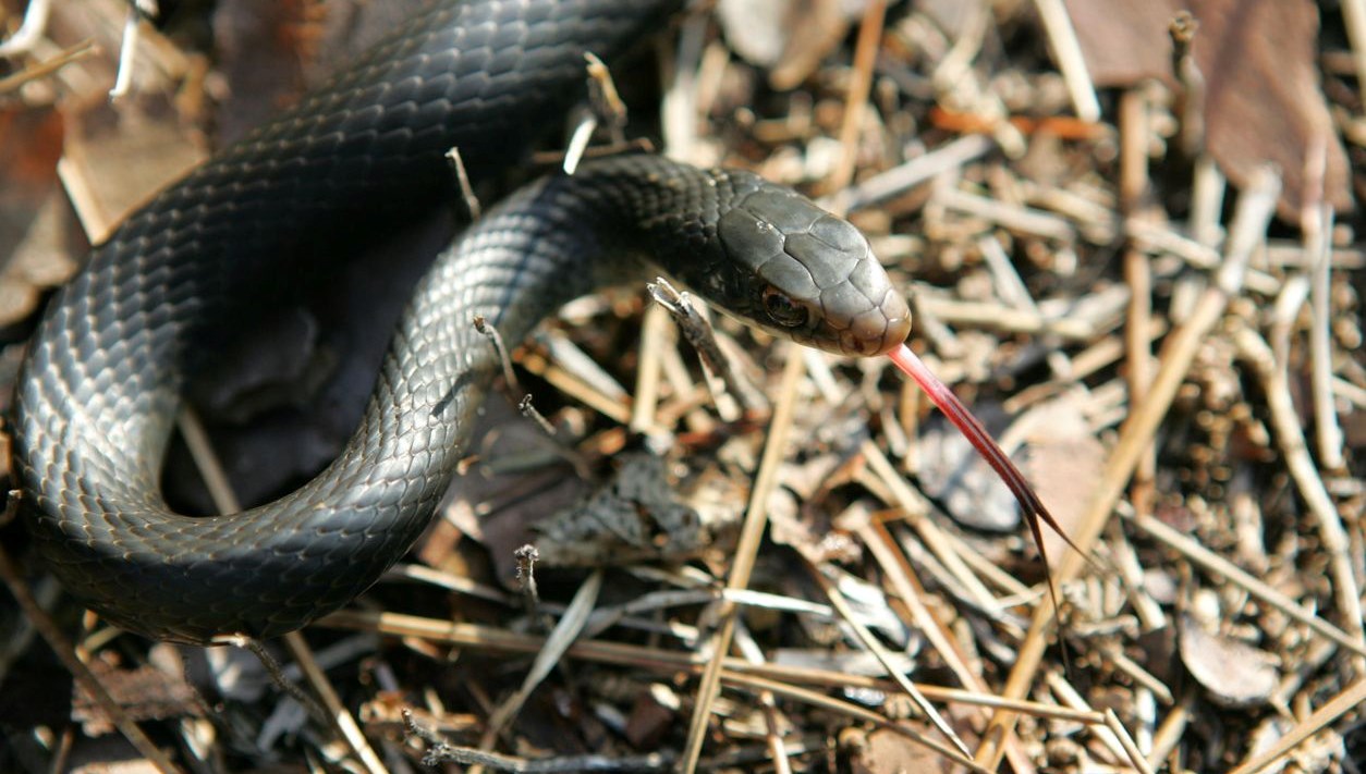 Türkiye’deki tek tür! Zehirli kobra Umman’da ortaya çıktı