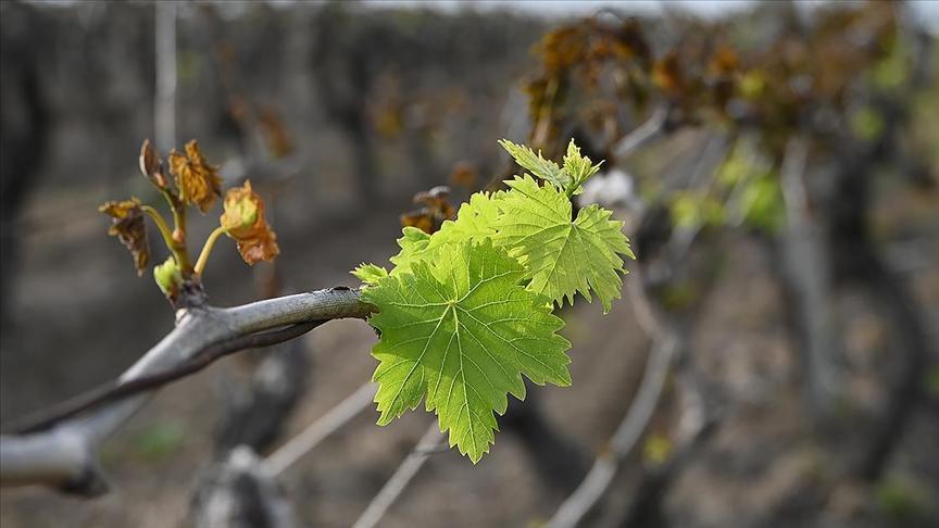 Üzüm üreticilerine “asmaları budamayın” uyarısı – Düzgün Haber