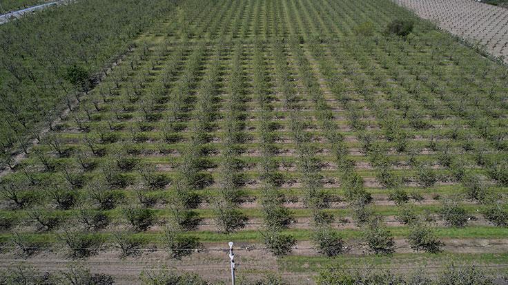 Zirai don armut ve şeftaliyi teğet geçti – Düzgün Haber