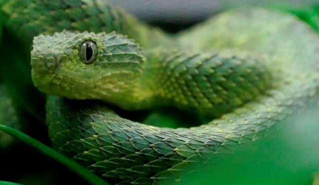 20-yil-boyunca-yilanlar-tarafindan-isirildi-bedeni-benzersiz-bir-panzehir-uretti-jeVrupiq.jpg
