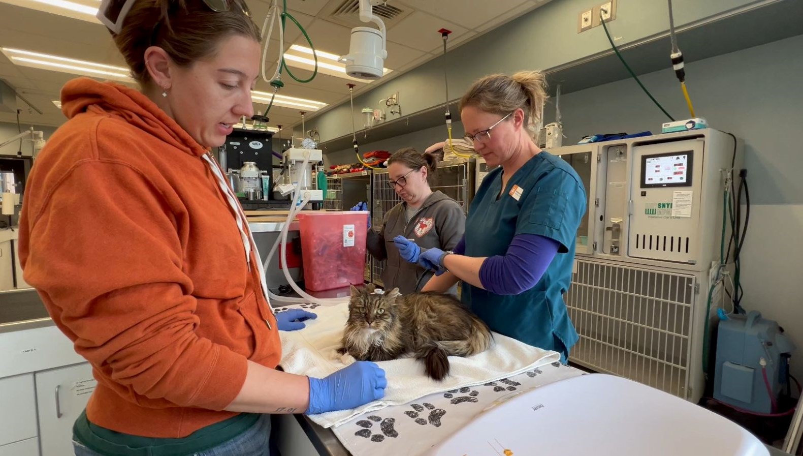 380 metrelik kanyondan düşen kedi ölmedi! Sahipleri hayatını kaybetti