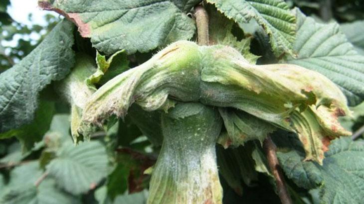 Fındık üreticisine ‘küllenme’ uyarısı – Düzgün Haber