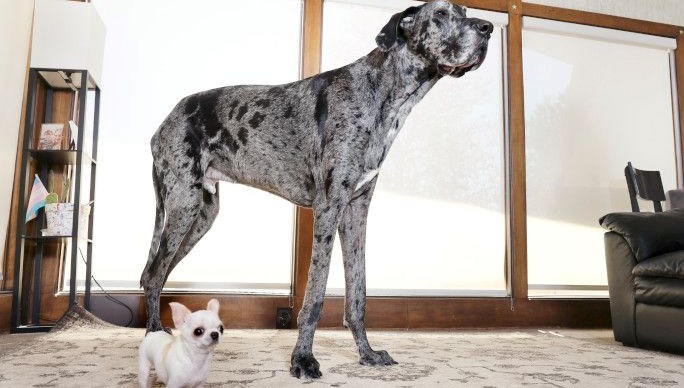 Köpekler ortasında farklı buluşma