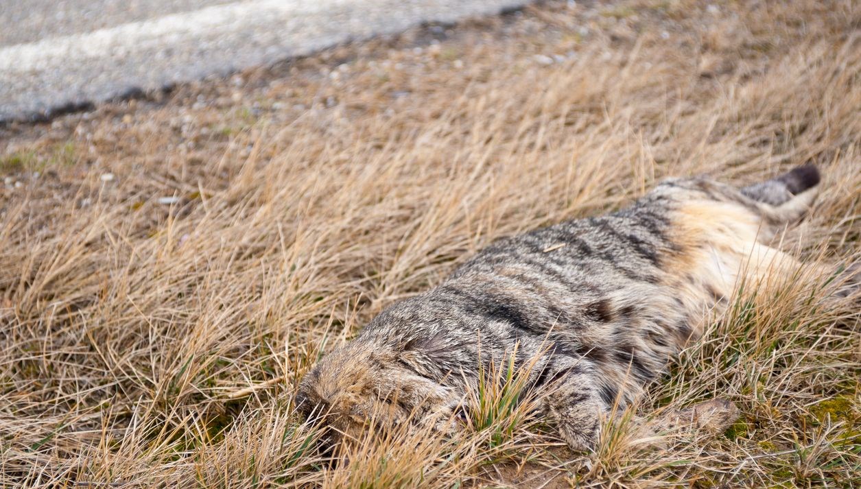 Makûs kokular gelen konuttan onlarca meyyit kedi çıktı