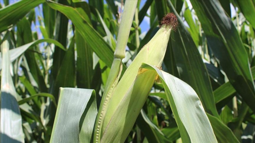 Yem sanayicilerinden mısırda yeni tarife kontenjanı talebi – Düzgün Haber