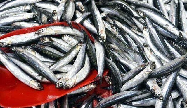 yilin-birinci-3-ayinda-31-milyon-dolari-asan-hamsi-ihracati-Fkki6Cpx.jpg