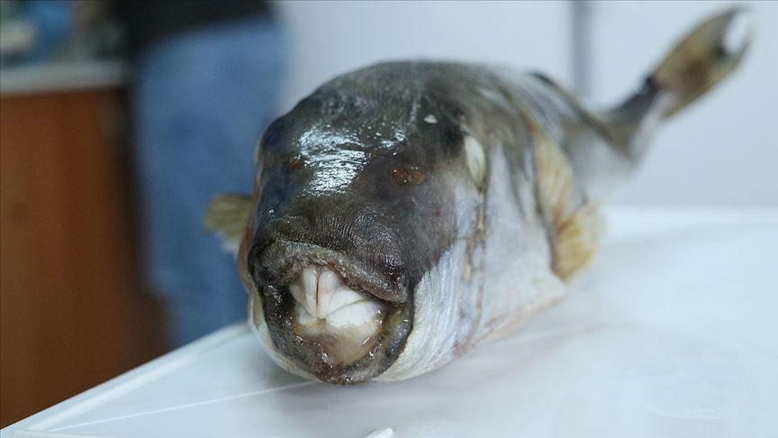 Balon balığı avcılığına yönelik destekleme fiyatı artırıldı – Düzgün Haber