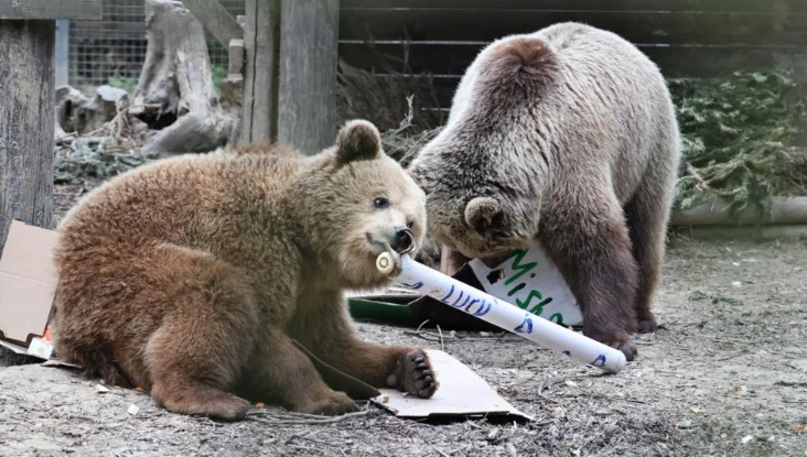 Barınaktan kaçıp ziyafet çektiler: Kaçak ayılar, bir haftalık balı yedi