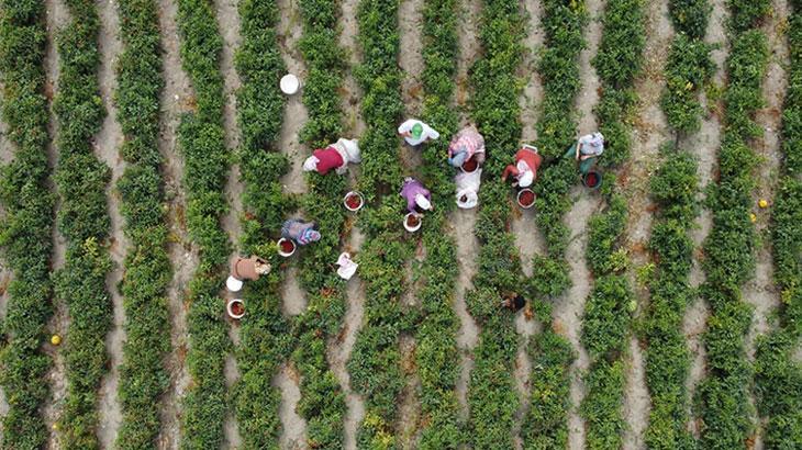 Çiftçilere takviye ödemesi bugün yapılacak – Düzgün Haber