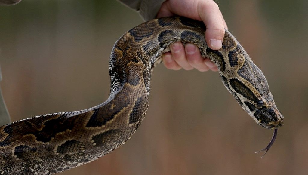 Florida yılanlara savaş açtı: On binlerce piton yakalandı!