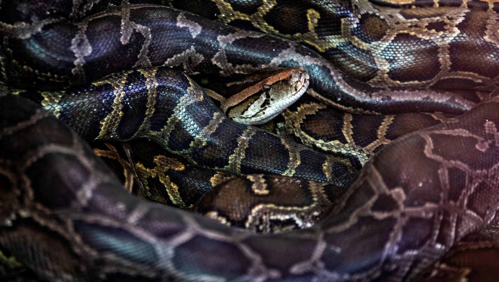 İngiltere’de dev piton alarmı: Dört tanesi yakalandı