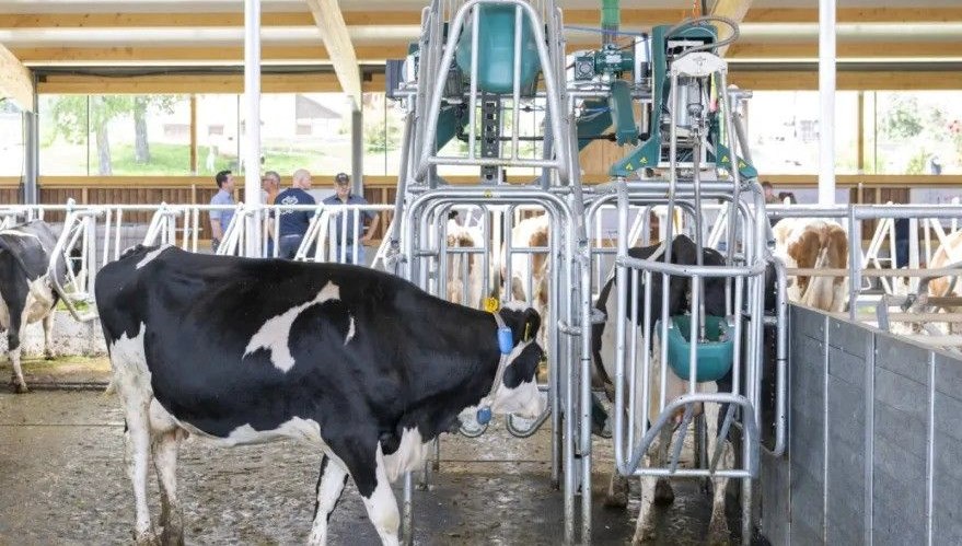 İsviçre’de inekler için özel tuvalet sistemi