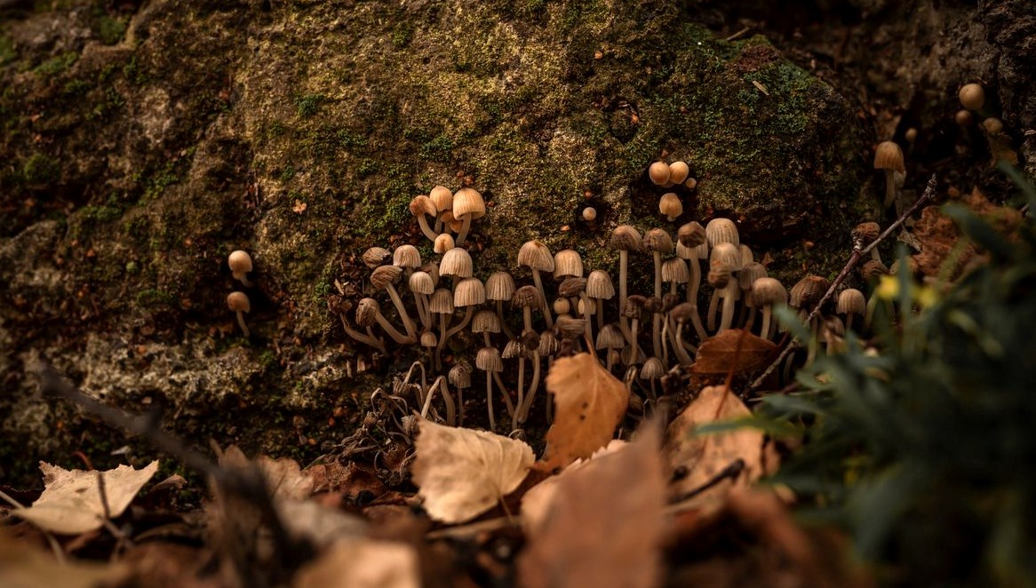 Kaşifleri öldüren mantar kansere karşı savaşacak