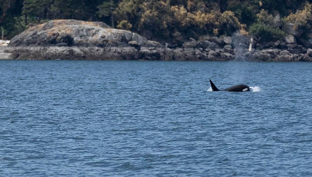 Katil balinalarla ilgili değişik keşif: Birbirlerini kaşımak için alet kullanıyorlar