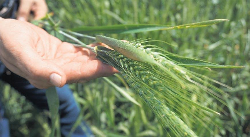 Nisan yağışı yetmedi hububat randımanı azalacak – Düzgün Haber