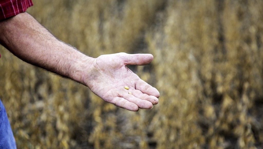 AB duyurdu: Genetiği değiştirilmiş soya fasulyesine müsaade çıktı