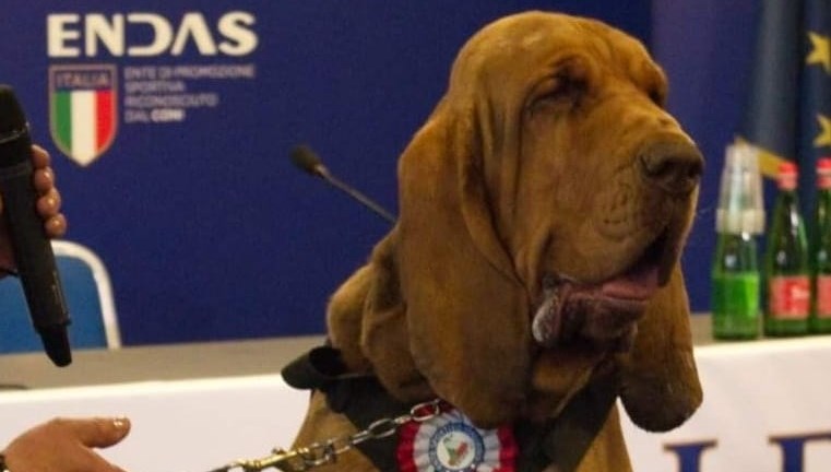 Arama köpeğine suikast üzere hücum: Çivili sosisle öldürüldü