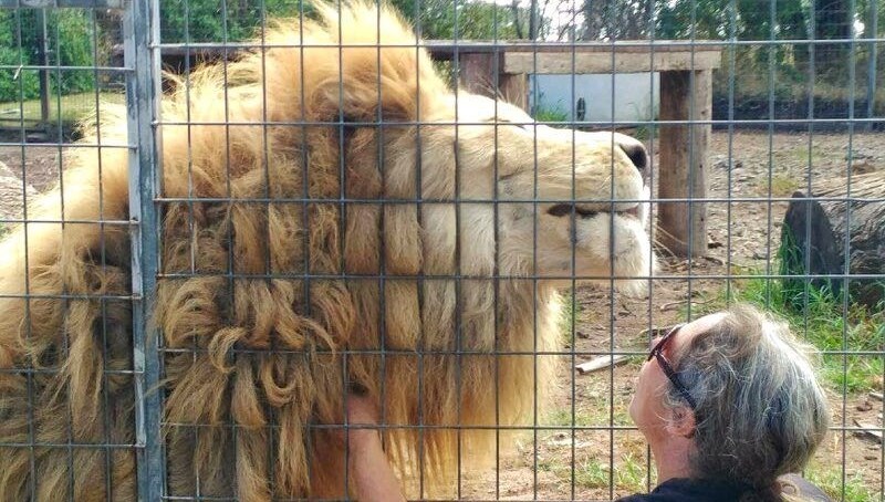 Avustralya’da aslan saldırısı: Kafesin içinden bayanın kolunu kaptı