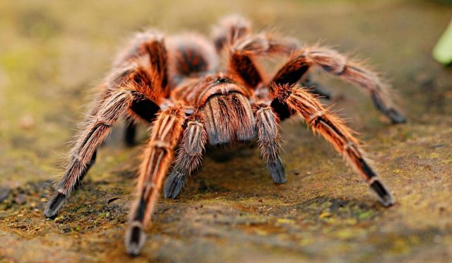 kurabiye-kutusunda-bin-500-tarantula-bulundu-C6U2RLT3.jpg