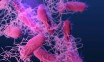 abdde-salmonellaalarmi-X7dV5QlQ.jpg