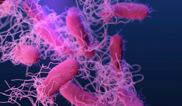abdde-salmonellaalarmi-X7dV5QlQ.jpg