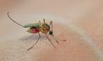 asyada-pandemi-devri-tedbirleri-virus-geri-dondu-sinek-avi-basladi-JOhQef47.jpg
