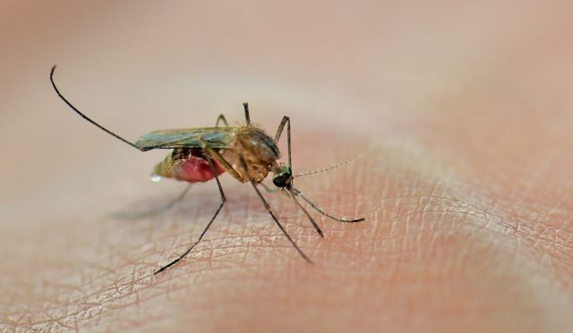 asyada-pandemi-devri-tedbirleri-virus-geri-dondu-sinek-avi-basladi-JOhQef47.jpg