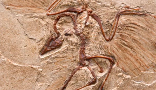 cinde-yeni-bir-dinozorturu-kesfedildi-iwddbbvA.jpg